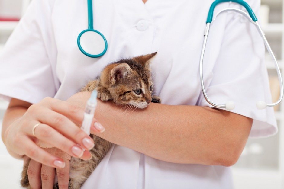 gato-vacina