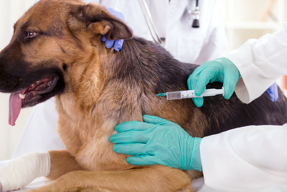 Prefeitura de Itararé (SP) promove vacinação contra raiva para cães e gatos em Itararé (SP)