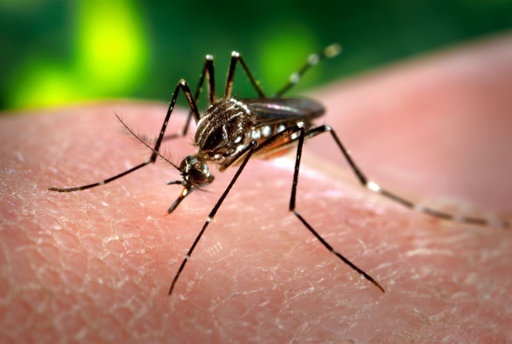 Semana Estadual de Mobilização contra a Dengue começa nesta segunda (23)