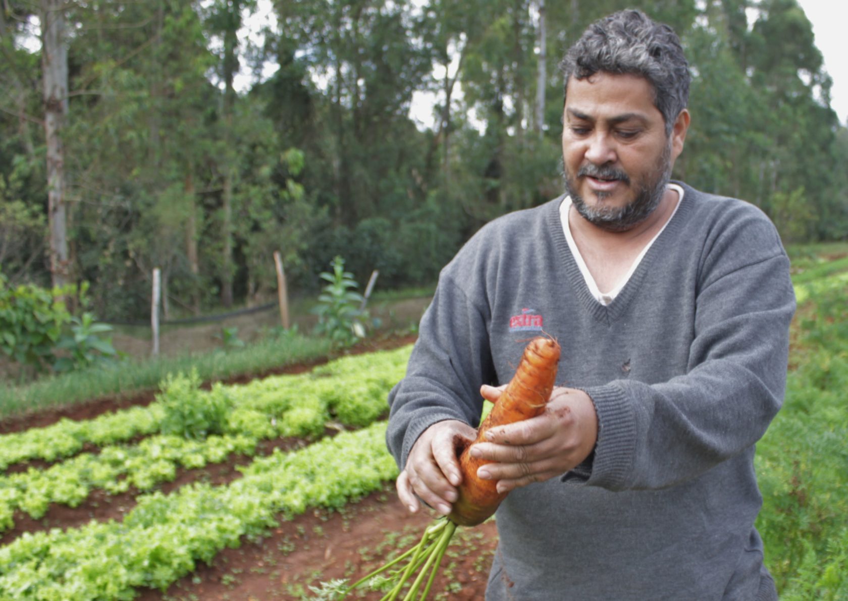 Prefeitura de Itararé (SP) desenvolve projeto inédito de incentivo à produção de hortaliças