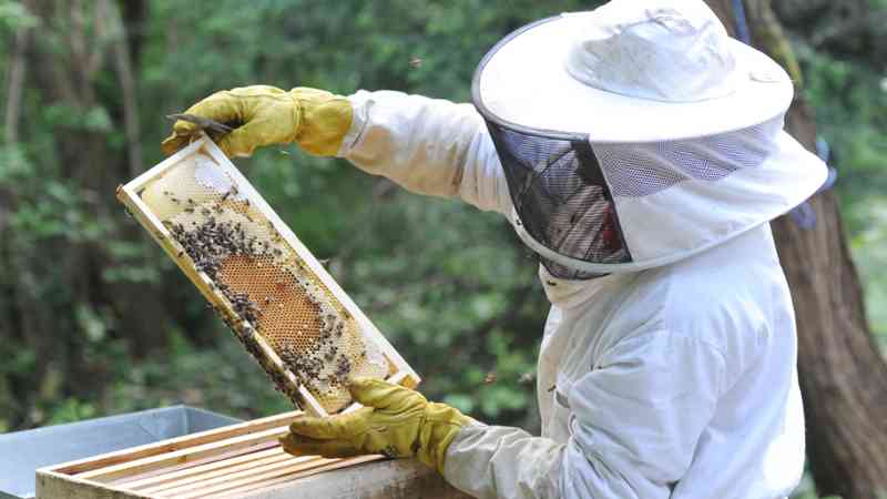 Com apoio do prefeito, apicultores de Itararé (SP) chegam a produzir cerca de 20 mil quilos de mel por ano