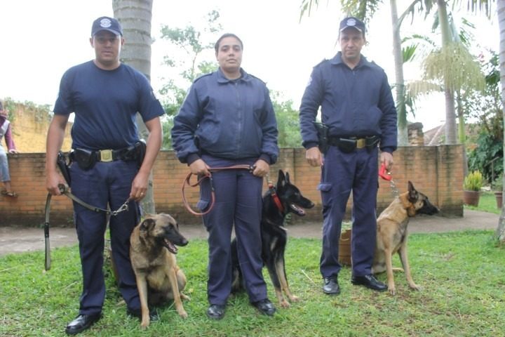 GCM de Itararé (SP) recebe cães para início das atividades do canil