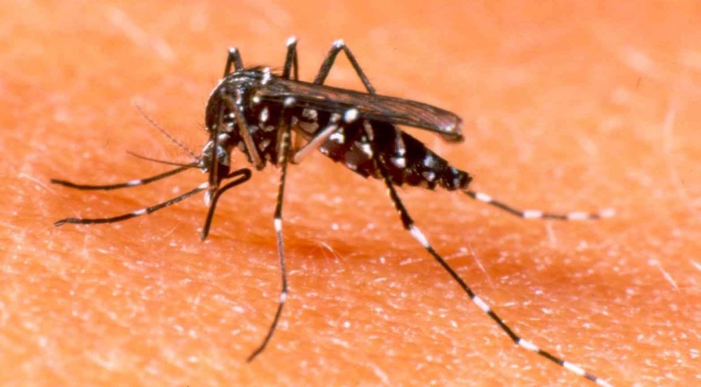 Campanha contra dengue e chikungunya começa no dia 15 de novembro