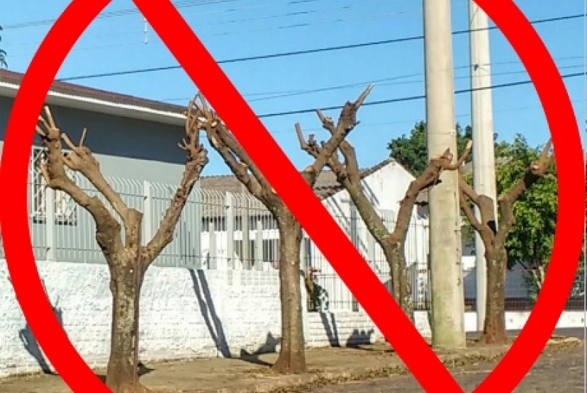 Comdema de Itararé (SP) inicia notificações a moradores sobre poda drástica