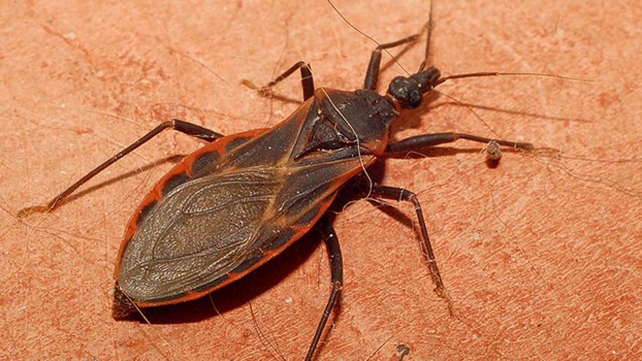 Comissão internacional visita Itararé para certificar erradicação da doença de Chagas