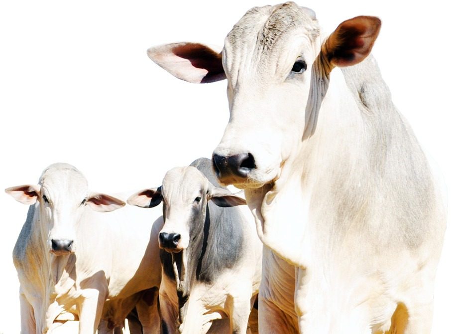 Prefeitura inicia programa de melhoramento genético de bovinos