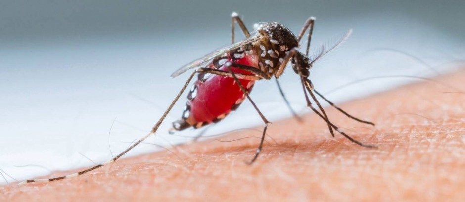 SEHIG irá realizar carreata contra a Dengue