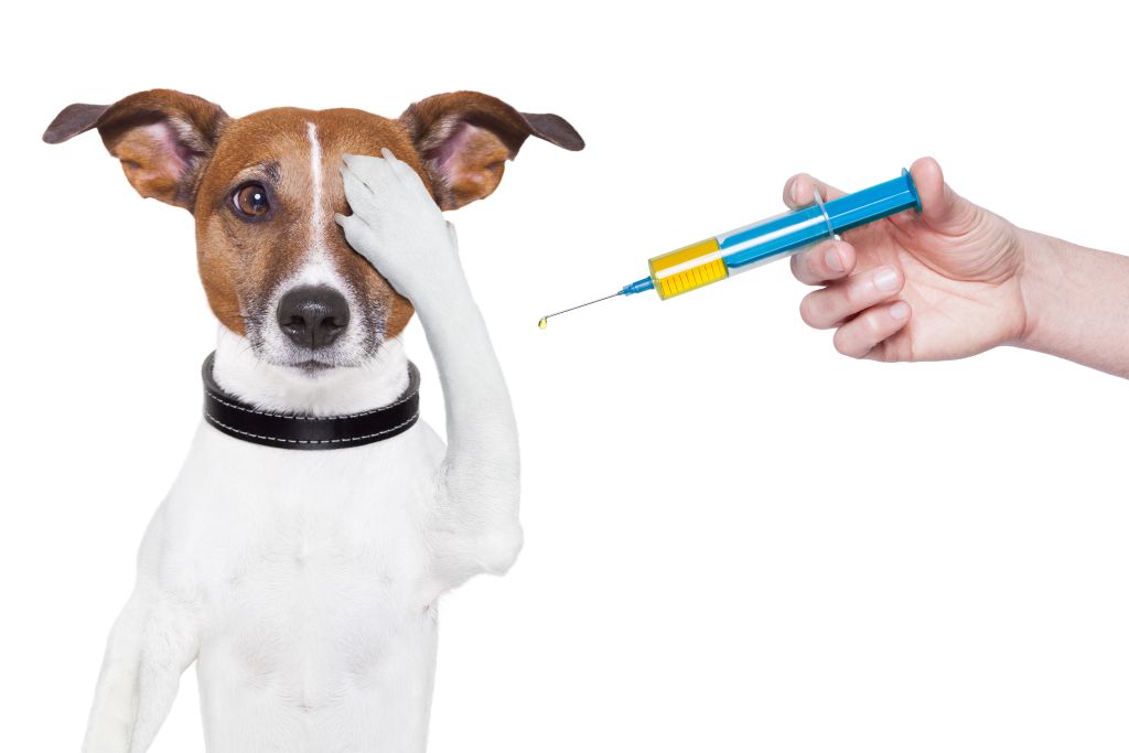 Cães e gatos recebem vacina contra raiva neste fim de semana