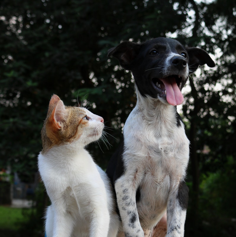 Vacinação contra raiva para cães e gatos tem início nesta terça-feira (16) em Itararé (SP)