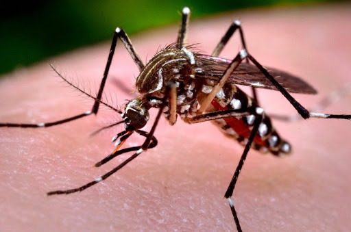 Prefeitura de Itararé (SP) confirma mais cinco casos de dengue