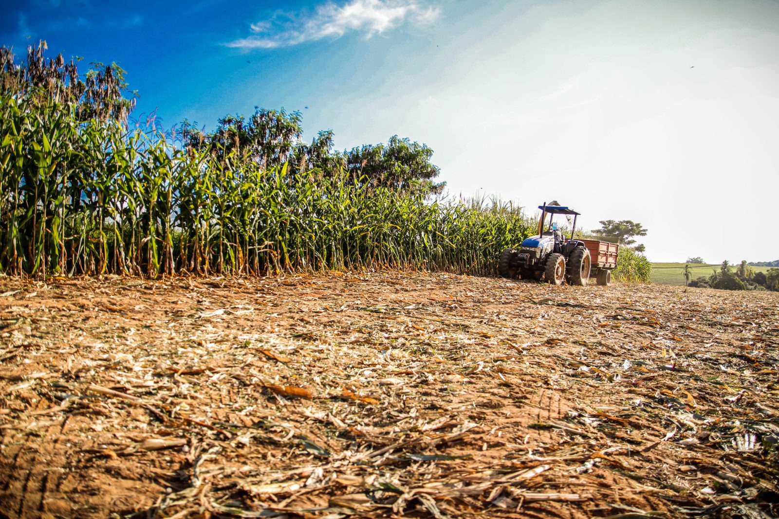 Itararé (SP) está entre os cinco maiores produtores de grãos do Estado