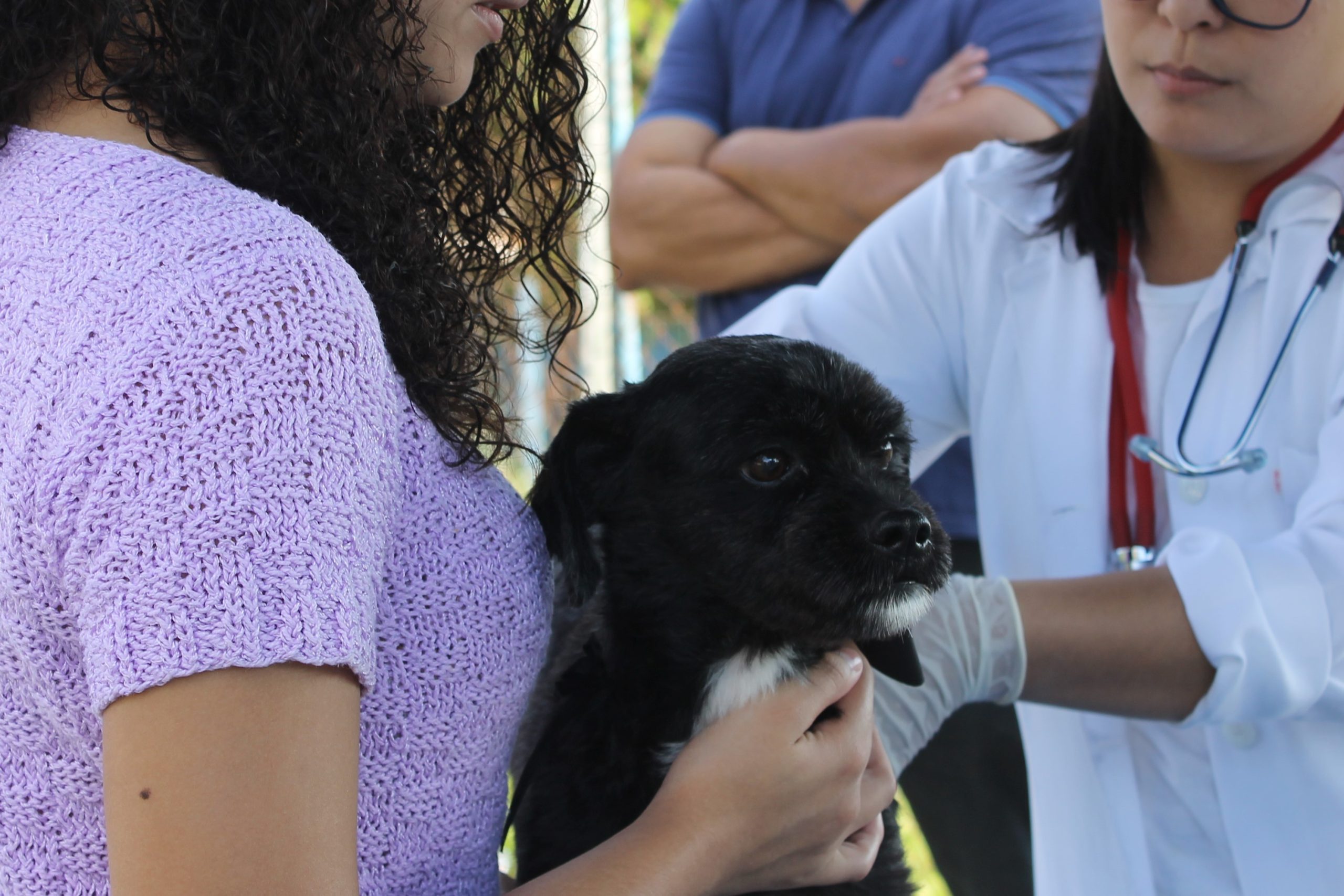 Prefeitura de Itararé (SP) informa a suspensão das campanhas de vacinação canina