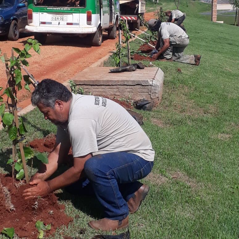 Secretaria Municipal de Agricultura de Itararé (SP) realiza plantio de 230 mudas na Via Paulo Ferreira