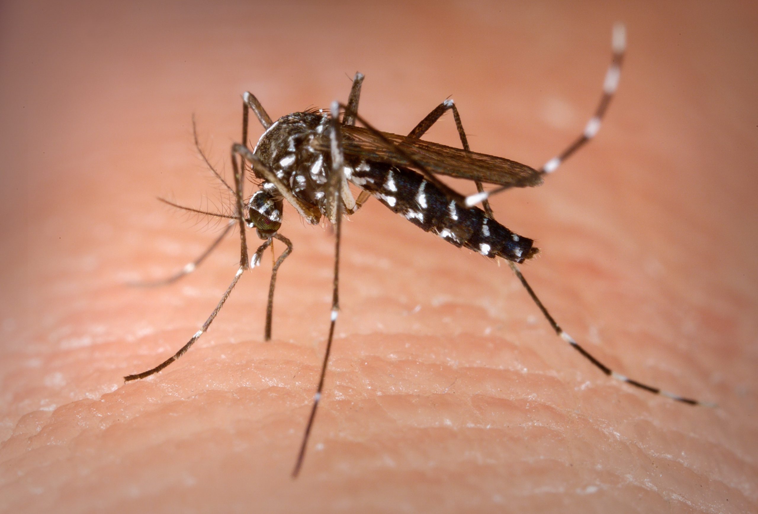 Prefeitura de Itararé (SP) alerta a população sobre os riscos da proliferação do mosquito Aedes aegypti