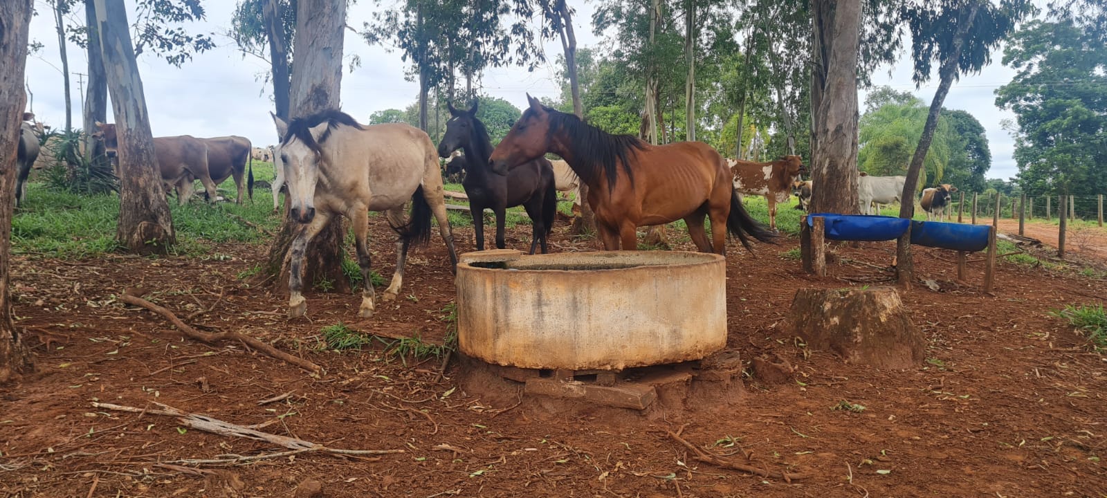 Prefeitura de Itararé (SP) apreende animais de grande porte soltos na zona urbana