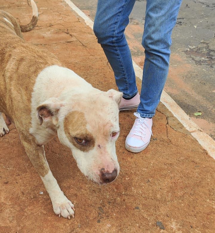 Secretaria Municipal de Agricultura e Pecuária de Itararé (SP) resgata dois cães em situação de maus tratos na Vila Beca