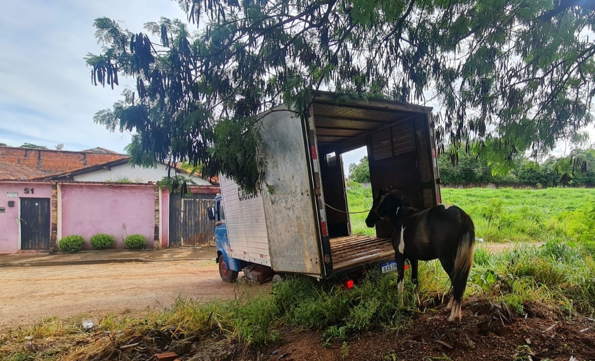Agricultura de Itararé (SP) apreende cavalo no Jardim Paulicéia 