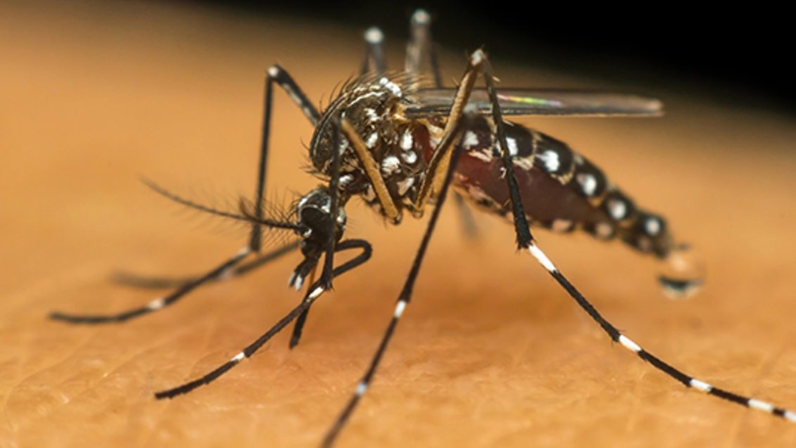 Prefeitura de Itararé (SP) alerta sobre cuidados de prevenção contra Dengue