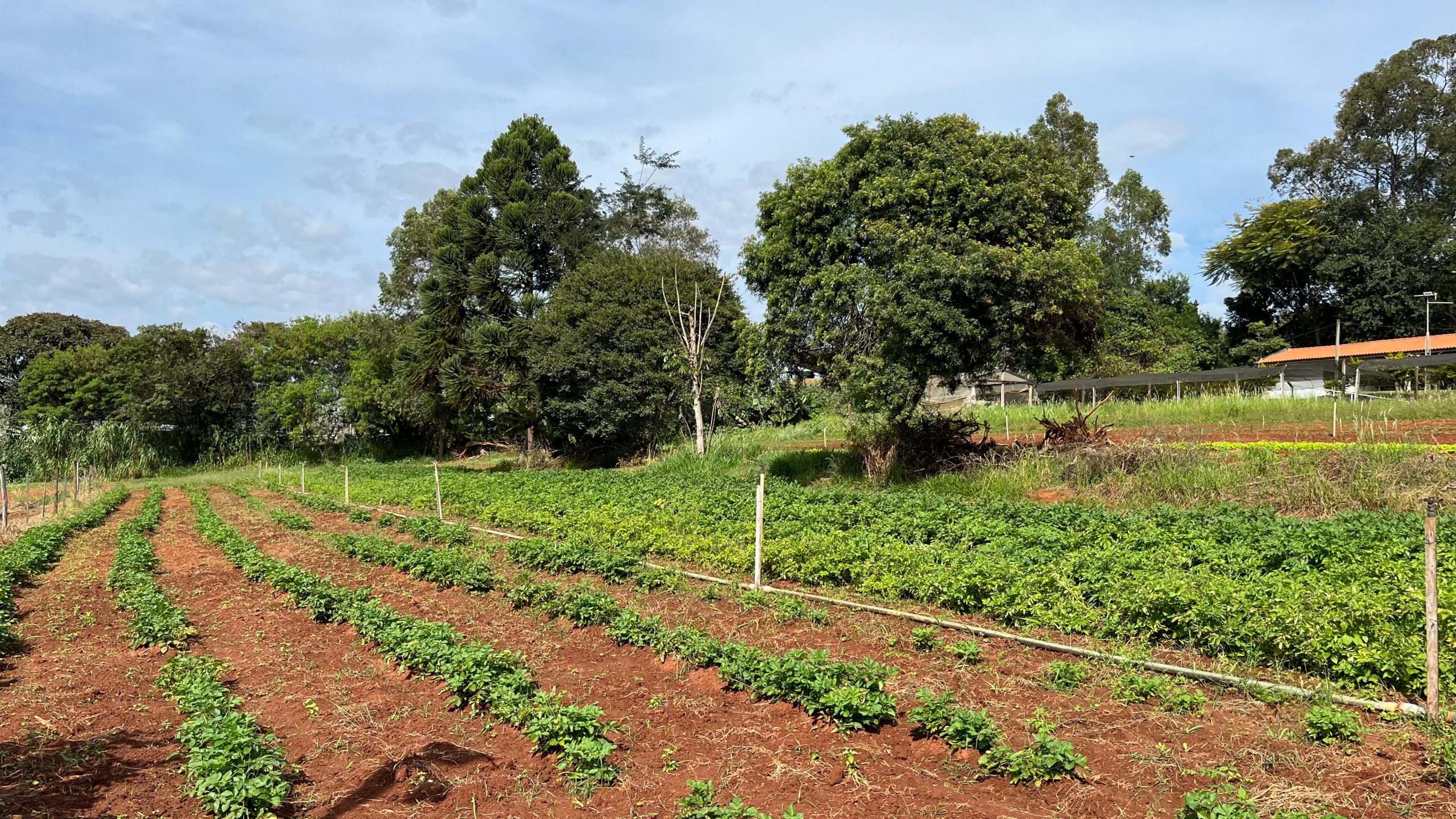 Com produção ativa, Horta Municipal de Itararé (SP) contribui com cestas e alimentos para ações sociais