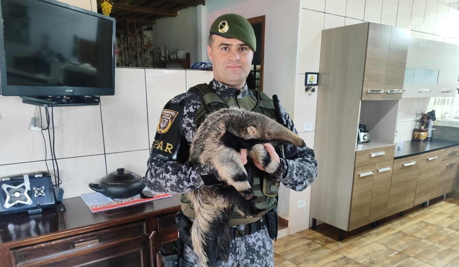 GCM de Itararé (SP) resgata filhote de tamanduá-bandeira após atropelamento da mãe na rodovia SP-258