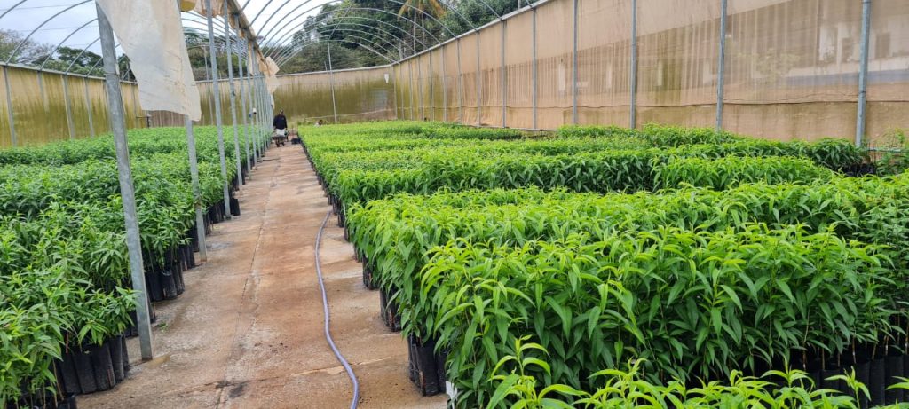 Agricultura de Itararé (SP) realiza visita técnica ao viveiro da CATI em Itaberá (SP)