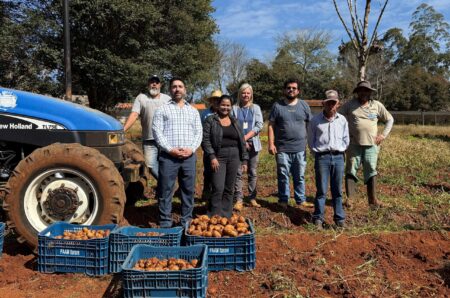 Colheita de batatas-sementes na Horta Municipal de Itararé (SP) abre caminho para a agricultura familiar no município Colheita de batatas-sementes na Horta Municipal de Itararé (SP) abre caminho para a agricultura familiar no município