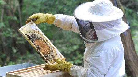 Com apoio do prefeito, apicultores de Itararé (SP) chegam a produzir cerca de 20 mil quilos de mel por ano Com apoio do prefeito, apicultores de Itararé (SP) chegam a produzir cerca de 20 mil quilos de mel por ano