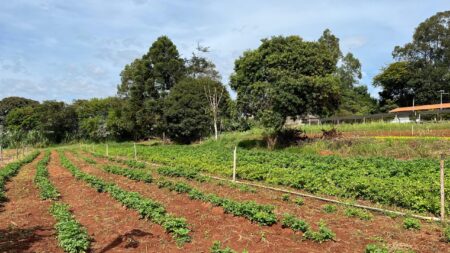 Com produção ativa, Horta Municipal de Itararé (SP) contribui com cestas e alimentos para ações sociais Com produção ativa, Horta Municipal de Itararé (SP) contribui com cestas e alimentos para ações sociais