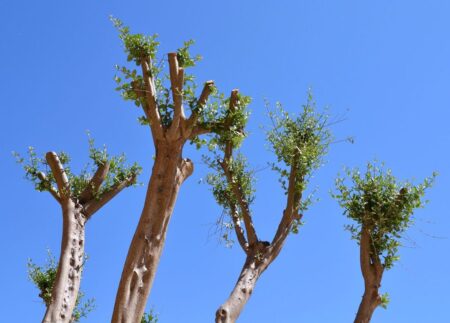 Conselho Municipal de Meio Ambiente de Itararé (SP) notifica moradores quanto a poda drástica Conselho Municipal de Meio Ambiente de Itararé (SP) notifica moradores quanto a poda drástica