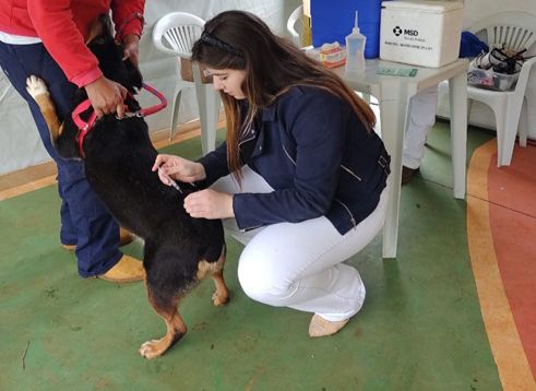 Em Itararé (SP), mais de 100 cães e gatos são beneficiados em ação de atendimento veterinário gratuito