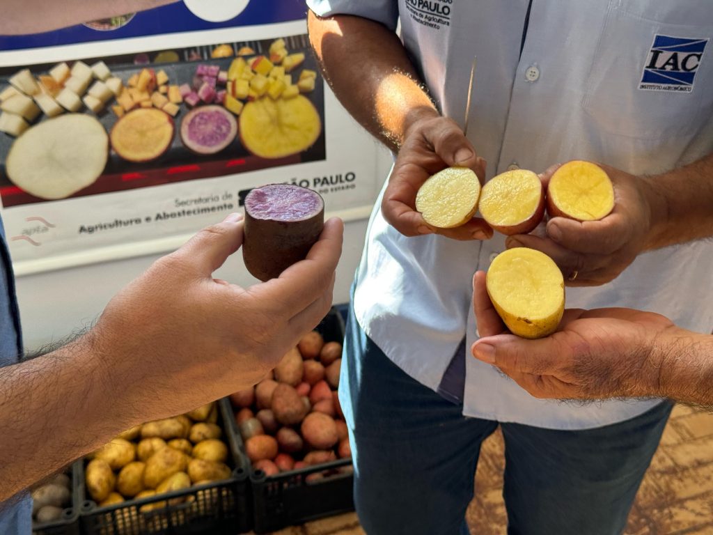 Entidades assistenciais de Itararé (SP) recebem mais de uma tonelada de batatas do Instituto IAC