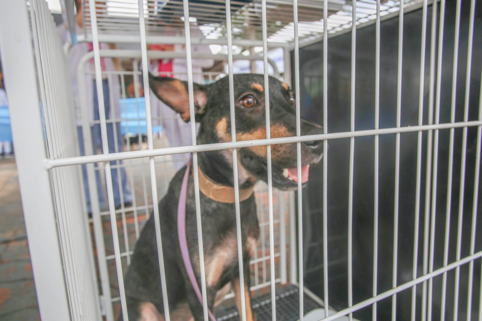 Feira de adoção de cães e gatos acontece na próxima quinta (05) em Itararé (SP) Feira de adoção de cães e gatos acontece na próxima quinta (05) em Itararé (SP)