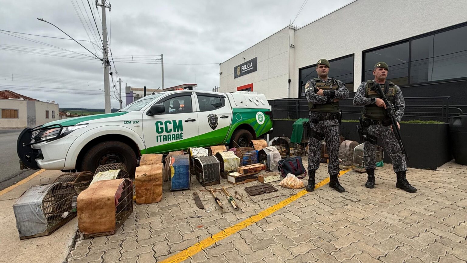 GCM de Itararé (SP) realiza apreensão de aves silvestres mantidas ilegalmente em cativeiro GCM de Itararé (SP) realiza apreensão de aves silvestres mantidas ilegalmente em cativeiro
