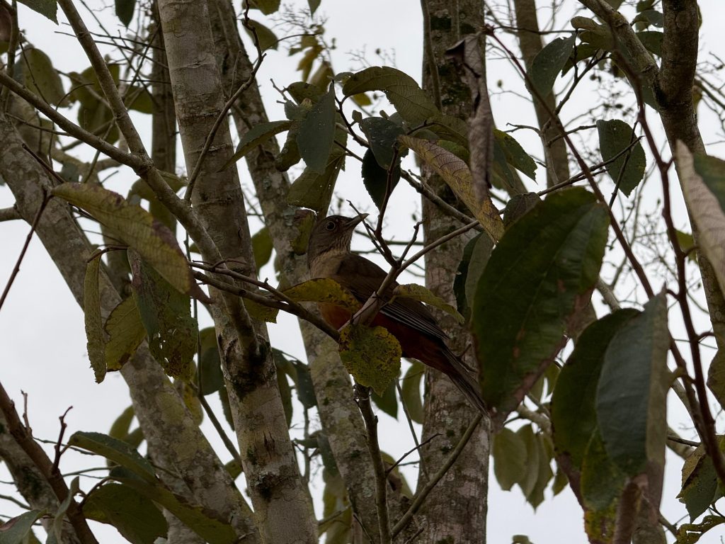 GCM de Itararé (SP) realiza apreensão de aves silvestres mantidas ilegalmente em cativeiro