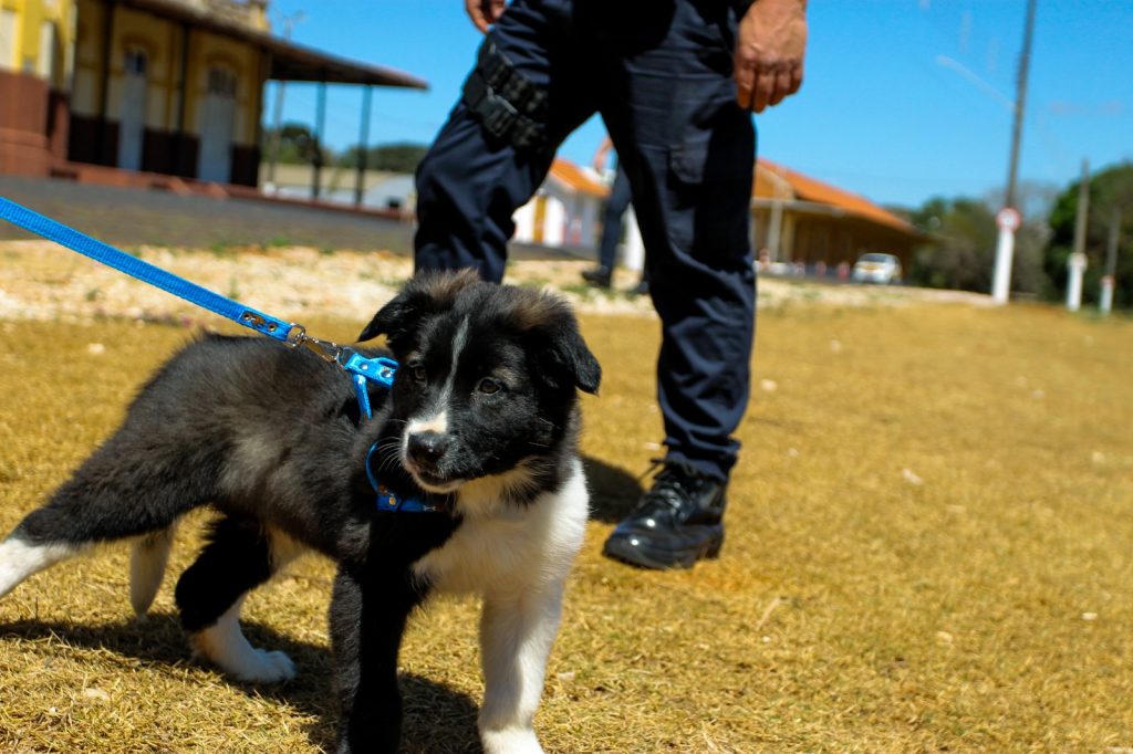 GCM de Itararé (SP) recebe novo integrante no Grupamento de Operações com Cães (GOC)