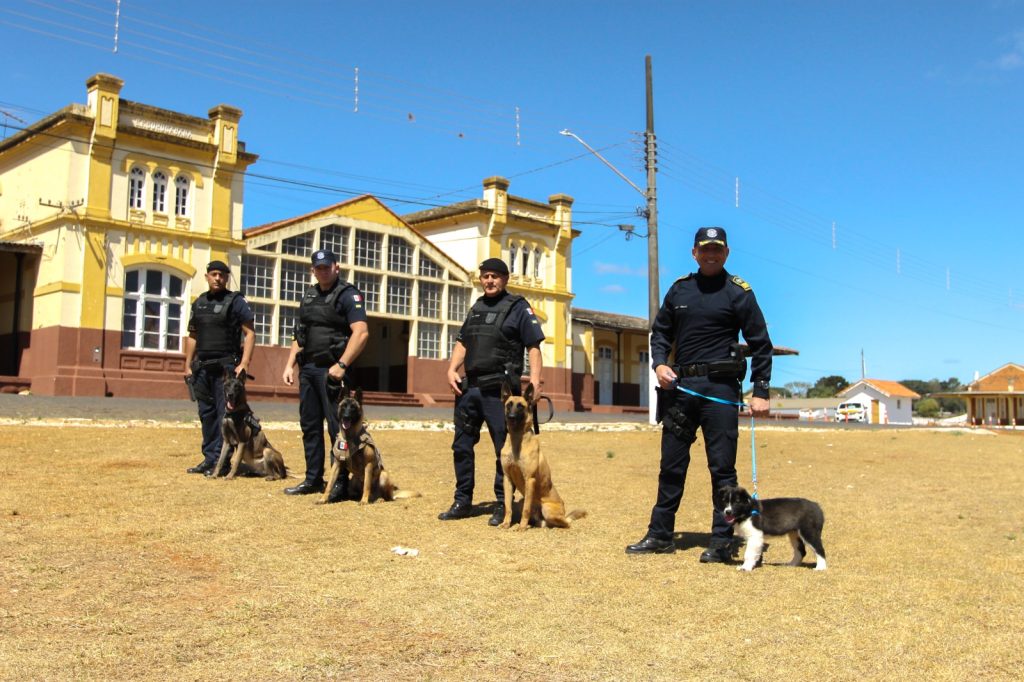 GCM de Itararé (SP) recebe novo integrante no Grupamento de Operações com Cães (GOC)