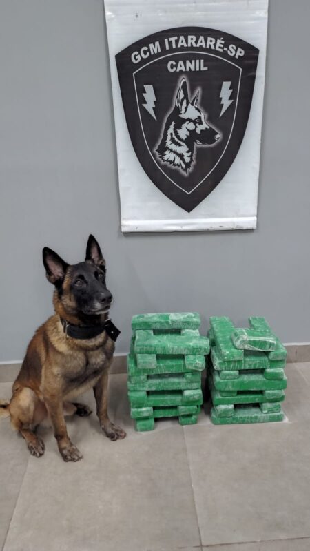 GCM prende homem em flagrante por tráfico de drogas em Itararé (SP) GCM prende homem em flagrante por tráfico de drogas em Itararé (SP)