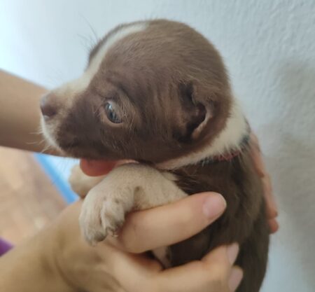 GEPAR de Itararé (SP) prende homem em flagrante por maus tratos a animais