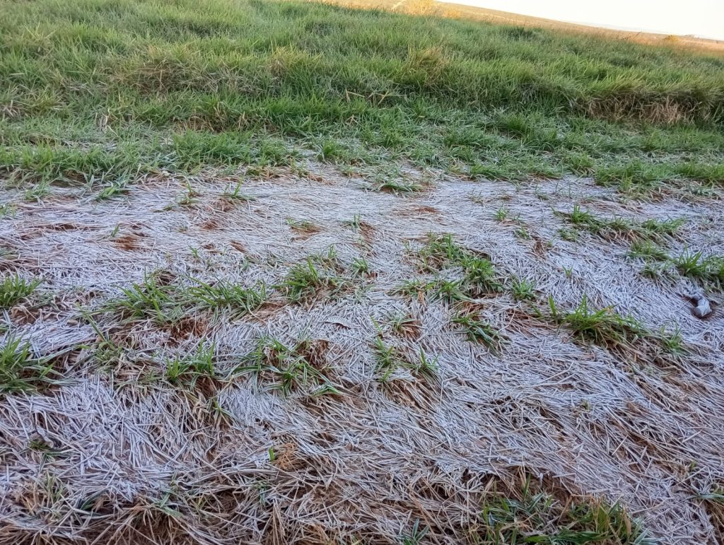 Itararé (SP) registra geada e temperatura de -2,5ºC; Defesa Civil orienta população sobre cuidados