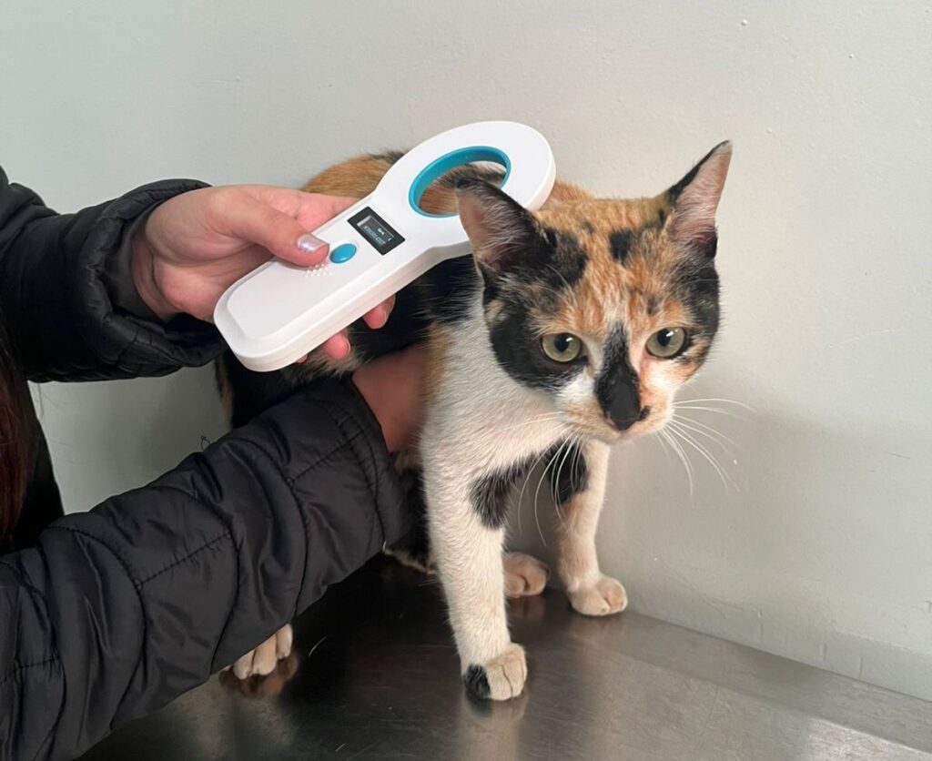 Itararé (SP) registra mais de 1800 animais chipados de forma gratuita