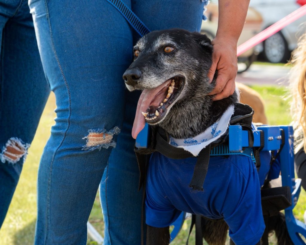 Itararé (SP) vive fim de semana em prol da causa animal com o “Pet na Praça” e a “Cãominhada Estimacão”