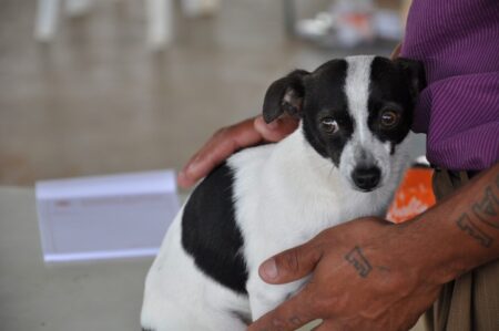 Jardim Paulicéia em Itararé recebe consultas veterinárias gratuitas Jardim Paulicéia em Itararé recebe consultas veterinárias gratuitas