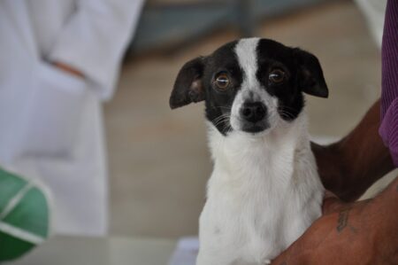 Mais de 160 animais recebem atendimento gratuito na Vila Novo Horizonte DSC_0112