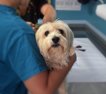 Mutirão de atendimento veterinário gratuito será dia 21 no Jardim Alvorada, em Itararé (SP) Mutirão de atendimento veterinário gratuito será dia 21 no Jardim Alvorada, em Itararé (SP)