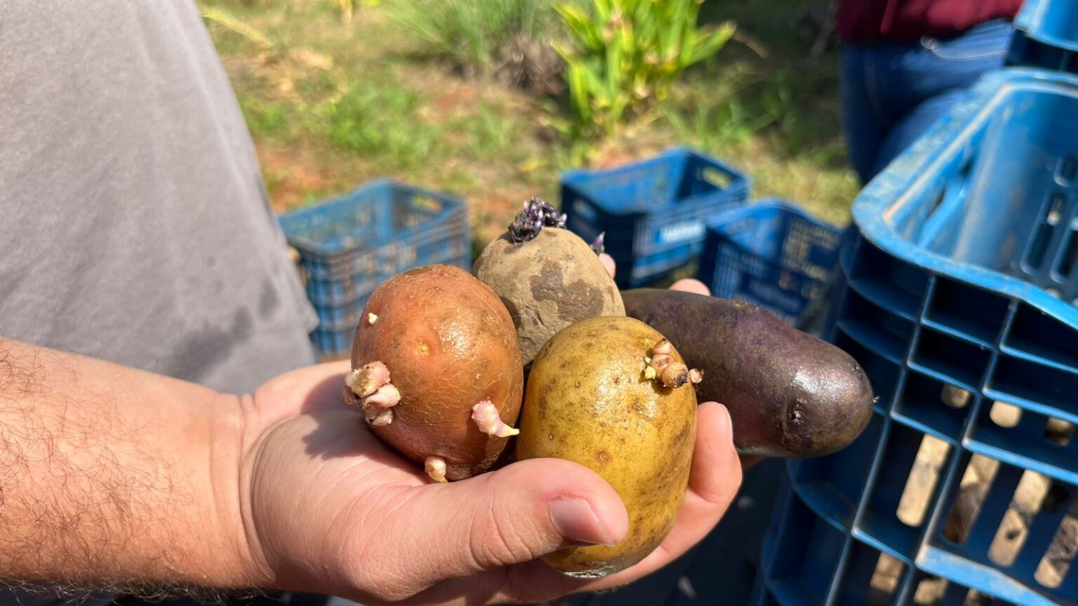 Prefeitura de Itararé abre inscrições para projeto de cultivo de batata pela agricultura familiar