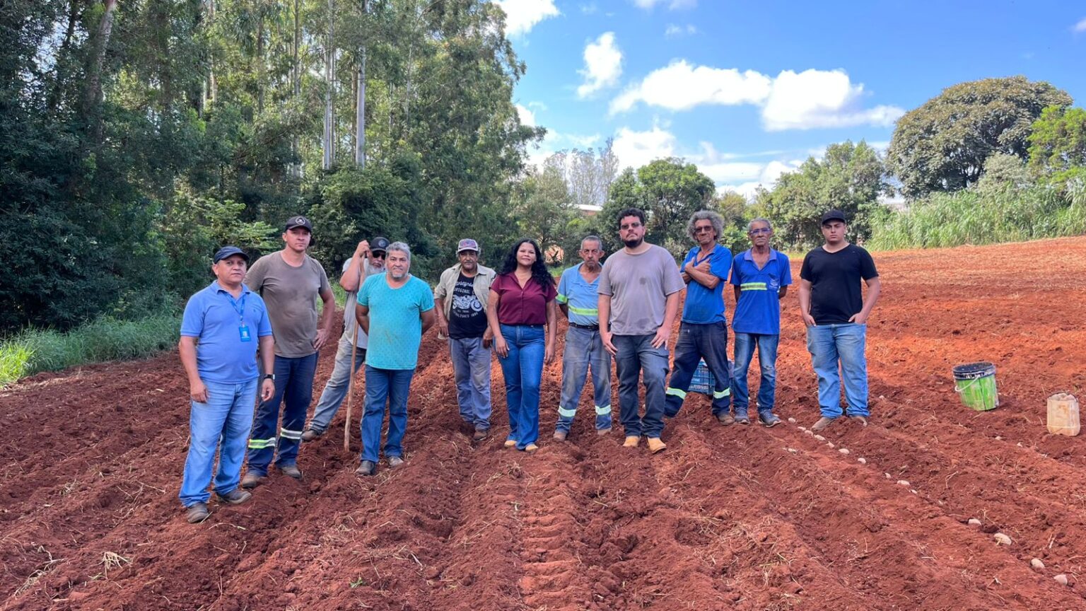 Prefeitura de Itararé realiza terceiro plantio de batata-semente e amplia incentivo à agricultura familiar