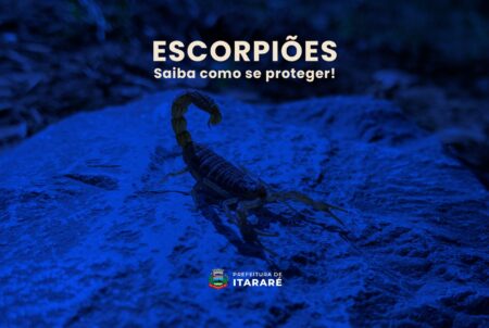 Prefeitura de Itararé (SP) alerta para aumento de escorpiões na cidade Prefeitura de Itararé (SP) alerta para aumento de escorpiões na cidade