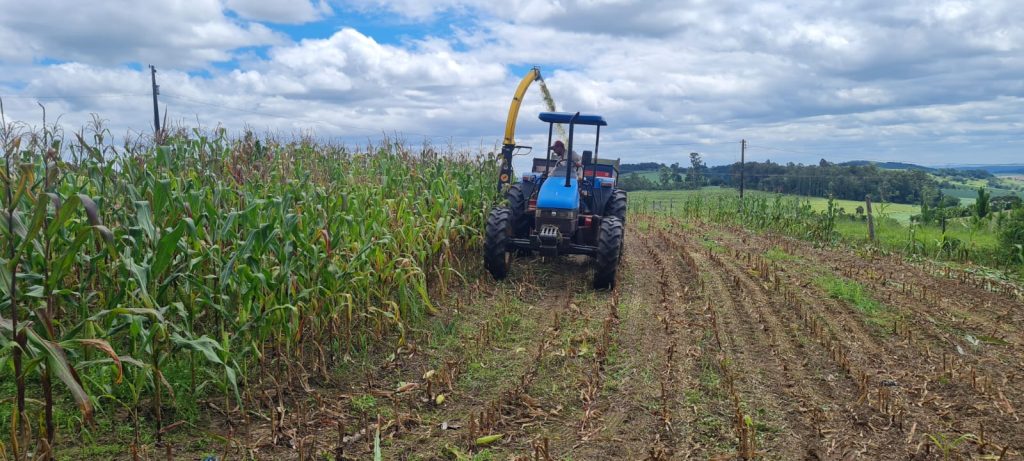 Prefeitura de Itararé (SP) inicia silagem de milho para pequenos produtores Prefeitura de Itararé (SP) inicia silagem de milho para pequenos produtores