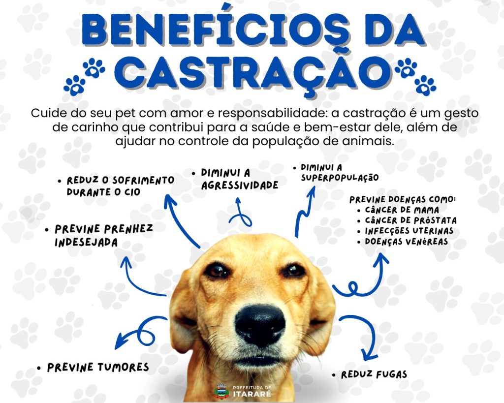 Prefeitura de Itararé (SP) já realizou mais de 130 castrações só em 2025