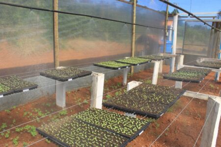 Cerca de 50 bandejas de hortaliças serão entregues para o pequeno produtor rural.jpg